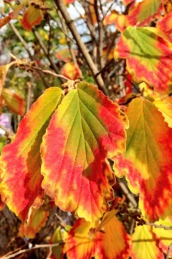 Arnold Promise Witch Hazel - 3 Gallon Pot 18 Arnold Promise Witch Hazel - 3 Gallon Pot -Cheap Green Garden Store hamamelis intermedia arnolds promise witch hazel 7