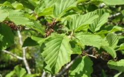 Arnold Promise Witch Hazel - 3 Gallon Pot 19 Arnold Promise Witch Hazel - 3 Gallon Pot -Cheap Green Garden Store hamamelis intermedia arnolds promise witch hazel 8