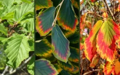 Arnold Promise Witch Hazel - 3 Gallon Pot 15 Arnold Promise Witch Hazel - 3 Gallon Pot -Cheap Green Garden Store hamamelis intermedia arnolds promise witch hazel 9