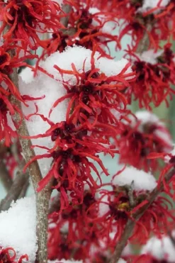 Diane Red Witch Hazel (Hamamelis X Intermedia) - 3 Gallon Pot