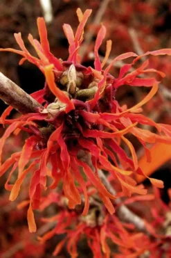 Diane Red Witch Hazel (Hamamelis X Intermedia) - 7 Gallon Pot -Cheap Green Garden Store hamamelis intermedia diane witch hazel 2