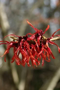 Diane Red Witch Hazel (Hamamelis X Intermedia) - 3 Gallon Pot -Cheap Green Garden Store hamamelis intermedia diane witch hazel 4 1