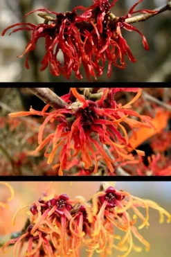 Diane Red Witch Hazel (Hamamelis X Intermedia) - 3 Gallon Pot -Cheap Green Garden Store hamamelis intermedia diane witch hazel 5 1