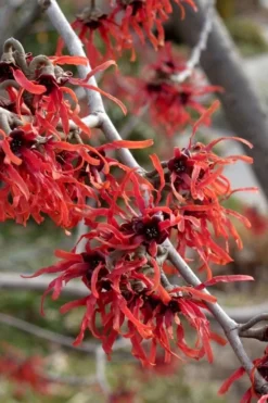 Diane Red Witch Hazel (Hamamelis X Intermedia) - 7 Gallon Pot -Cheap Green Garden Store hamamelis intermedia diane witch hazel 6