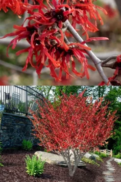 Diane Red Witch Hazel (Hamamelis X Intermedia) - 3 Gallon Pot -Cheap Green Garden Store hamamelis intermedia diane witch hazel 8 1