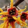 Ozark Witch Hazel (Hamamelis Vernalis) - 3 Gallon Pot