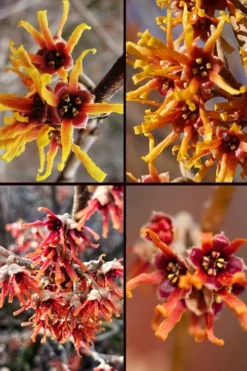 Ozark Witch Hazel (Hamamelis Vernalis) - 3 Gallon Pot -Cheap Green Garden Store hamamelis veralis vernal ozark witch hazel 11