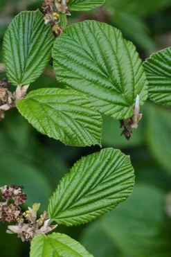 Ozark Witch Hazel (Hamamelis Vernalis) - 3 Gallon Pot -Cheap Green Garden Store hamamelis veralis vernal ozark witch hazel 2