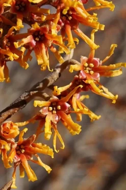 Ozark Witch Hazel (Hamamelis Vernalis) - 3 Gallon Pot -Cheap Green Garden Store hamamelis veralis vernal ozark witch hazel 4