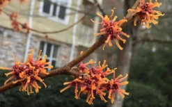 Ozark Witch Hazel (Hamamelis Vernalis) - 3 Gallon Pot -Cheap Green Garden Store hamamelis veralis vernal ozark witch hazel 9