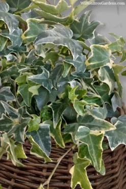 Ingelise English Ivy (Hedera) - 5 Pack Of Pint Pots -Cheap Green Garden Store hedera helix ingelise english ivy 6 1