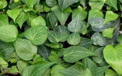 Teardrop Ivy (Hedera Helix) - 5 Pack Of Pint Pots -Cheap Green Garden Store hedera helix teardrop ivy 100