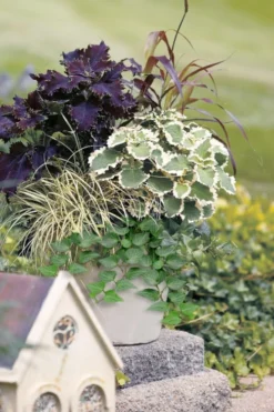 Teardrop Ivy (Hedera Helix) - 5 Pack Of Pint Pots -Cheap Green Garden Store hedera helix teardrop ivy 101