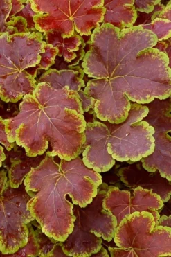 Solar Eclipse Heucherella (Foamy Bells) - 1 Gallon Pot -Cheap Green Garden Store heucherella solar eclipse 1