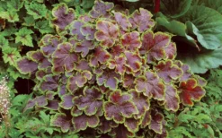 Solar Eclipse Heucherella (Foamy Bells) - 1 Gallon Pot -Cheap Green Garden Store heucherella solar eclipse 3
