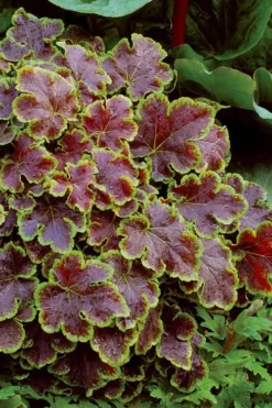 Solar Eclipse Heucherella (Foamy Bells) - 1 Gallon Pot -Cheap Green Garden Store heucherella solar eclipse 4
