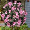 Aphrodite Rose Of Sharon (Single Trunk Tree) - 5 Gallon Pot