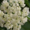 Climbing Hydrangea - Decumaria Barbara - 3 Gallon Pot