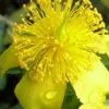 Blue Velvet St. Johns Wort (Hypericum Kalmianum) - 3 Gallon Pot