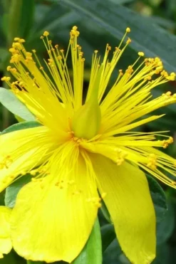 Blue Velvet St. Johns Wort (Hypericum Kalmianum) - 3 Gallon Pot -Cheap Green Garden Store hypericum lamianum blue velvet st johns wort 3