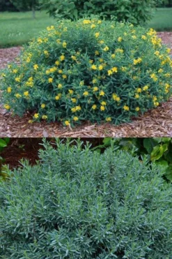Blue Velvet St. Johns Wort (Hypericum Kalmianum) - 3 Gallon Pot -Cheap Green Garden Store hypericum lamianum blue velvet st johns wort 5