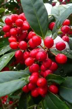 Nellie R. Stevens Holly - 7 Gallon Pot (3-4') -Cheap Green Garden Store ilex nellie r stevens holly tree berries 11