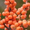 Winter Gold Female Winterberry Holly - 1 Gallon Pot