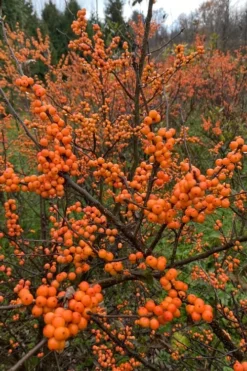 Winter Gold Female Winterberry Holly - 3 Gallon Pot -Cheap Green Garden Store ilex verticillata winter gold winterberry holly 4 1