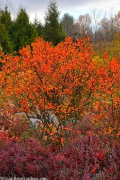 Winter Gold Female Winterberry Holly - 1 Gallon Pot -Cheap Green Garden Store ilex verticillata winter gold winterberry holly 7