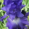 Speeding Again Reblooming Bearded Iris - 1 Gallon