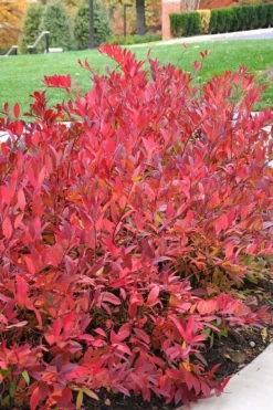 Virginia Sweetspire (Itea Virginica) - 1 Gallon Pot -Cheap Green Garden Store itea virginica virginia sweetspire 14 1