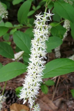 Virginia Sweetspire (Itea Virginica) - 1 Gallon Pot -Cheap Green Garden Store itea virginica virginia sweetspire 7 1