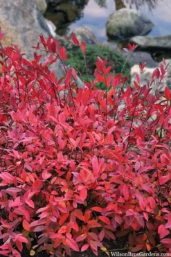 Virginia Sweetspire (Itea Virginica) - 1 Gallon Pot -Cheap Green Garden Store itea virginica virginia sweetspire 8 1