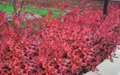 Virginia Sweetspire (Itea Virginica) - 3 Gallon Pot -Cheap Green Garden Store itea virginica virginia sweetspire 9 2