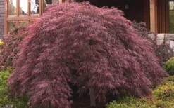Crimson Queen Dwarf Japanese Maple - 3 Gallon Pot -Cheap Green Garden Store ja panese Maple Crimson Queen 50 1
