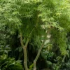 Seiryu Japanese Maple - 1 Gallon Pot