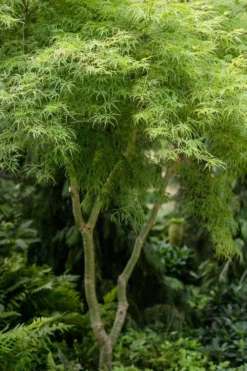 Cheap Green Garden Store 26 Seiryu Japanese Maple - 1 Gallon Pot