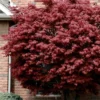 Bloodgood Red Leaf Japanese Maple - 7 Gallon Pot (4-5')
