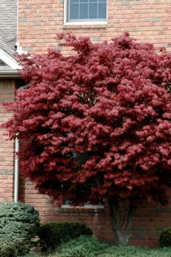 Bloodgood Red Leaf Japanese Maple - 5 Gallon Pot (4-5')