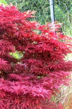 Fireglow Red Leaf Japanese Maple - 5 Gallon Pot (3-4') -Cheap Green Garden Store japanese maple fireglow 11 1