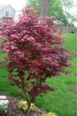 Fireglow Red Leaf Japanese Maple - 3 Gallon Pot -Cheap Green Garden Store japanese maple fireglow 12