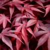 Fireglow Red Leaf Japanese Maple - 1 Gallon Pot