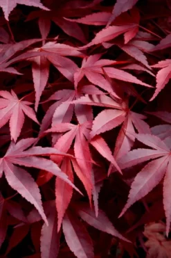 Cheap Green Garden Store 32 Fireglow Red Leaf Japanese Maple - 1 Gallon Pot