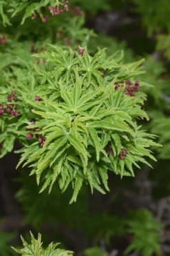 Lions Head Japanese Maple - Acer Palmatum 'Shishigashira' - 5 Gallon Pot -Cheap Green Garden Store japanese maple lions head shishigashira 1