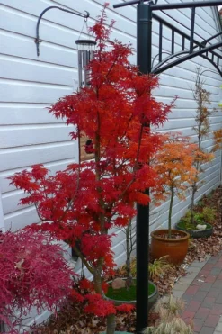 Lions Head Japanese Maple - Acer Palmatum 'Shishigashira' - 5 Gallon Pot -Cheap Green Garden Store japanese maple lions head shishigashira 3