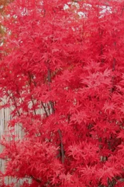 Skeeter's Broom Japanese Maple - 1 Gallon Pot -Cheap Green Garden Store japanese maple skeeters broom 7