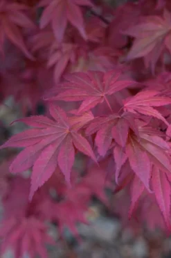 Skeeter's Broom Japanese Maple - 1 Gallon Pot -Cheap Green Garden Store japanese maple skeeters broom 8