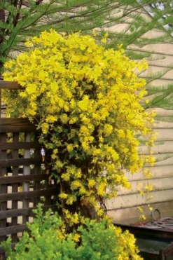 Carolina Yellow Jasmine (Jessamine) Gelsemium Sempervirens - 3 Gallon Pot -Cheap Green Garden Store jasmine carolina 21