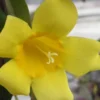 Carolina Yellow Jasmine (Jessamine) Gelsemium Sempervirens - 3 Gallon Pot