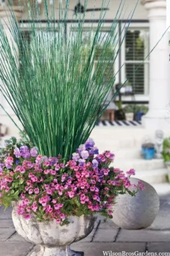 Elk's Blue California Gray Rush (Juncus Patens) - 1 Gallon Pot -Cheap Green Garden Store juncus inflexus blue arrows rush 23